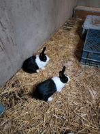 Konijn Hollander, Dieren en Toebehoren, Pluimvee, Mannelijk, Eend