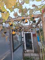 Halloween Pompoenen - Decoratief!, Volle zon, Eenjarig, Ophalen of Verzenden, Fruitplanten