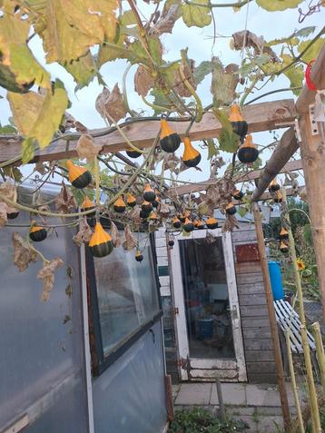 Halloween Pompoenen - Decoratief! beschikbaar voor biedingen