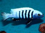 Pseudotropheus kingsizei, Vis, Zoetwatervis