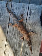 Krokodil opgezette, Slang, 0 tot 2 jaar