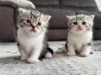 Britse Korthaar kittens 2x (Schiedam), Meerdere dieren, Gechipt, 0 tot 2 jaar