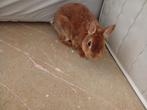 Konijn, Dieren en Toebehoren, Kater, 0 tot 2 jaar