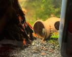 Rode garnalen, Dieren en Toebehoren, Vissen | Aquariumvissen, Kreeft, Krab of Garnaal