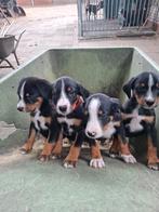 Appenzeller pups, 8 tot 15 weken, CDV (hondenziekte), Meerdere, Meerdere dieren