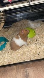 Syrische hamster te koop + kooi & spullen, Hamster