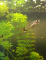 Eigen kweek jonge vrouwtjes guppy's, Vis