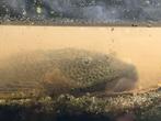 hele grote mooie algeneter, Dieren en Toebehoren, Vissen | Aquariumvissen, Vis