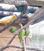 Catharinaparkieten, Meerdere dieren, Parkiet, Geringd