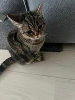 Brits korthaar poes, Dieren en Toebehoren, Katten en Kittens | Raskatten | Korthaar, Poes