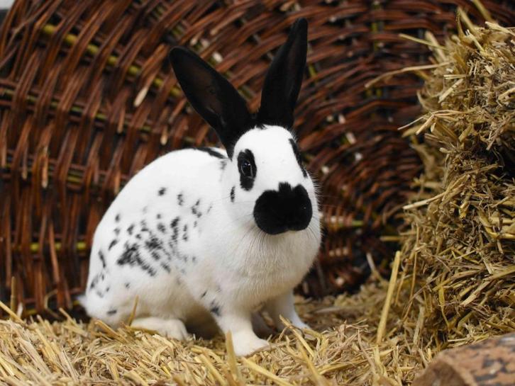 Mooie jonge Papillon konijn voedster - volledig ingeënt, Dieren en Toebehoren, Konijnen, Dwerg, Vrouwelijk, 0 tot 2 jaar