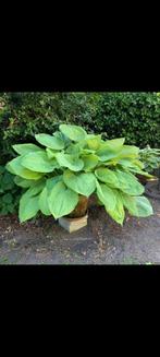 Enorm groot blad Hosta Sum and Substance, Ophalen, Zomer, Overige soorten, Halfschaduw
