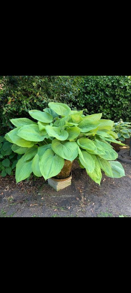 Enorm groot blad Hosta Sum and Substance, Tuin en Terras, Planten | Tuinplanten, Overige soorten, Halfschaduw, Zomer, Ophalen