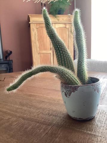 Cactus beschikbaar voor biedingen