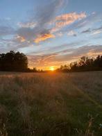 Weide gezocht voor mini paardje! ZSM!, Ophalen of Verzenden, Overige soorten
