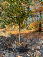Te koop grote fruitbomen, Tuin en Terras, Ophalen, Lente, Volle zon, Overige soorten