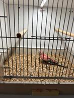 Alles in 1 koop, Dieren en Toebehoren, Meerdere dieren