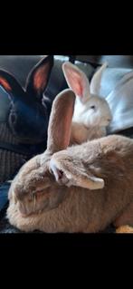 3 Vlaamse Reuzen, Dieren en Toebehoren, Konijnen, Meerdere dieren, Groot