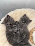 Britse korthaar kittens, Dieren en Toebehoren, Katten en Kittens | Raskatten | Korthaar, Poes, Ontwormd