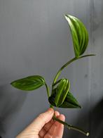 Monstera Friedrichsthalii stekjes en plantje, Ophalen of Verzenden, Overige soorten, Minder dan 100 cm