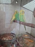 Grasparkietjes  2 mannetjes 1 vrouwtje jong, Meerdere dieren, Parkiet, Tam