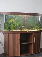 Juwel vision 450 Liter groot aquarium – met meubel compleet, Dieren en Toebehoren, Ophalen, Zo goed als nieuw, Gevuld zoetwateraquarium