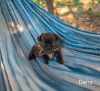 Prachtige RetroMops Puppy's, Pups, Dieren en Toebehoren, Honden | Chihuahua's en Gezelschapshonden, Overige rassen, CDV (hondenziekte)