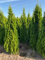Mooie volle haagconiferen thuja smaragd tot 250 cm., Ophalen of Verzenden, Conifeer, 100 tot 250 cm