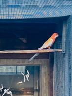 Oranje man ov gesext penant, Dieren en Toebehoren, Mannelijk, Parkiet