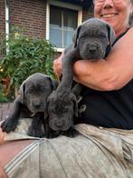 Cane corso puppy’s, Dieren en Toebehoren, Overige rassen, 8 tot 15 weken, CDV (hondenziekte), Meerdere