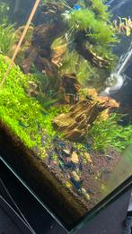 High grade blue dream garnalen KOOPJE, Dieren en Toebehoren, Vissen | Aquariumvissen, Kreeft, Krab of Garnaal