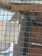 Te koop kanarie man, Dieren en Toebehoren, Vogels | Kanaries, Mannelijk