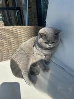 Britse korthaar, Dieren en Toebehoren, Poes, Gechipt, 3 tot 5 jaar