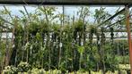 Toscaanse jasmijnen volle planten, klasse 1. 100 tot 200 cm, Overige soorten, Haag, Ophalen of Verzenden, 100 tot 250 cm