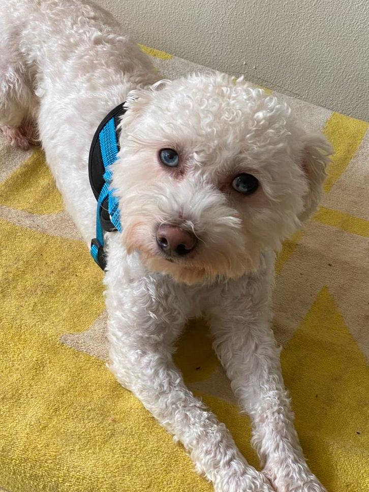 Maltipoo reutje, Dieren en Toebehoren, Honden | Chihuahua's en Gezelschapshonden, Reu, Overige rassen, Particulier, Eén hond, Nederland