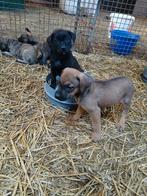 5 mooie pupies te koop, Dieren en Toebehoren, Honden | Niet-rashonden, Rabiës (hondsdolheid), 8 tot 15 weken, Groot, Meerdere