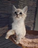 Siberische neva Masquarade katertje 12 weken, Kater