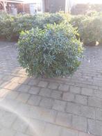 Rhododendron Cunningham's White - Mooie Struik, Ophalen, Rhododendron, Struik, 100 tot 250 cm