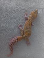 Luipaardgekko, Dieren en Toebehoren, Reptielen en Amfibieën, Hagedis