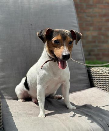 Bonte Bleu Merle Jack Russell reu ter dekking  beschikbaar voor biedingen