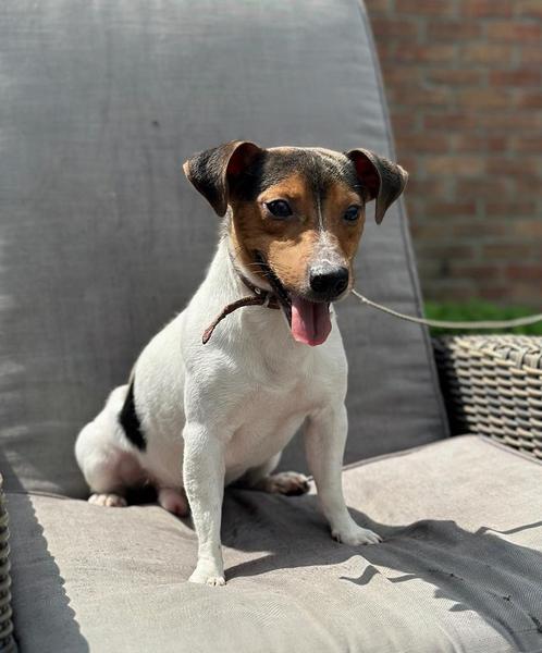 Bonte Bleu Merle Jack Russell reu ter dekking, Dieren en Toebehoren, Honden | Dekreuen, Reu, Particulier, Eén hond, Nederland