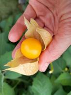 Zaden Ananaskers / Kaapse kruisbestuiving - Physalis edulis, Ophalen of Verzenden, Voorjaar, Volle zon