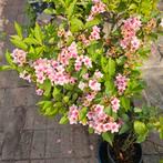 weigela Florida stek, Tuin en Terras, Planten | Tuinplanten, Ophalen of Verzenden, Zomer, Overige soorten, Volle zon
