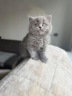 Brits korthaar kittens, Dieren en Toebehoren, Katten en Kittens | Raskatten | Langhaar, Meerdere dieren, Ontwormd, 0 tot 2 jaar