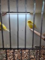 Bewezen koppel gele kanaries, Dieren en Toebehoren, Meerdere dieren, Kleurkanarie