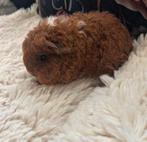 Leuke tessel beertjes, Dieren en Toebehoren, Cavia, Mannelijk, Tam, September
