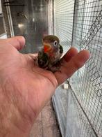 Baby agapornissen, Geslacht onbekend, Dwergpapegaai of Agapornis, Tam