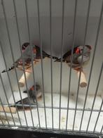 3 koppels split charcoal zebravinken, Dieren en Toebehoren, Vogels | Overige Vogels, Meerdere dieren