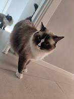 Ragdoll kittens, Poes, Gechipt