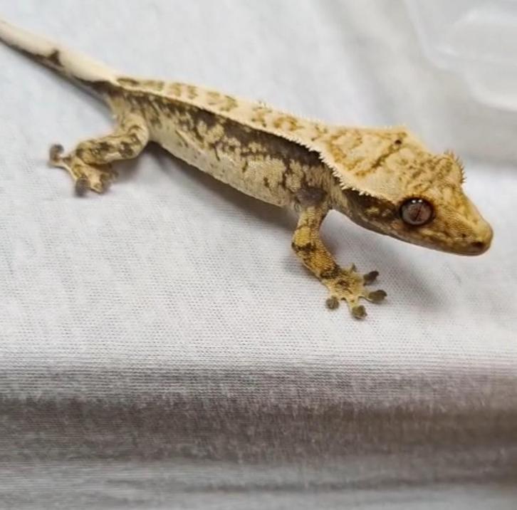 Full pinstripe harlequen gecko, Dieren en Toebehoren, Reptielen en Amfibieën, Hagedis, 0 tot 2 jaar, Met terrarium